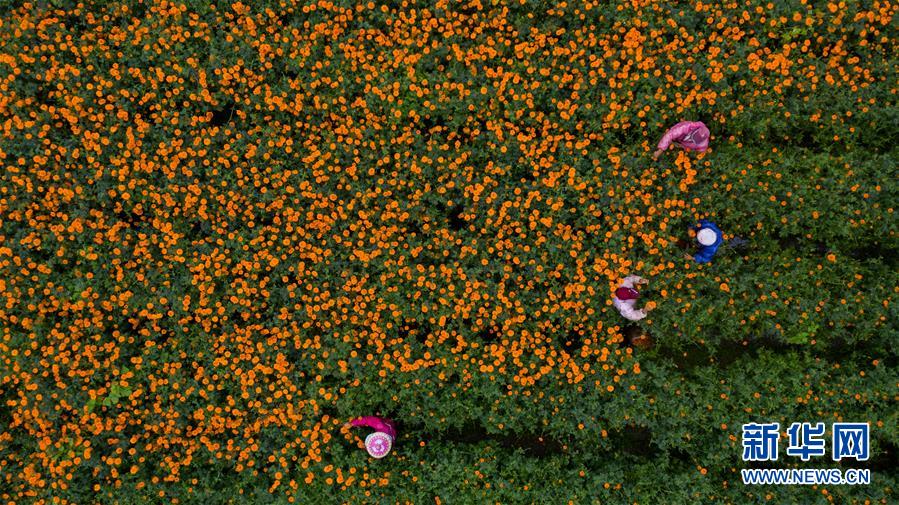 （圖文互動(dòng)）（2）幸?；ㄩ_(kāi)&mdash;&mdash;高黎貢山下&ldquo;萬(wàn)畝花海&rdquo;帶富美麗鄉(xiāng)村