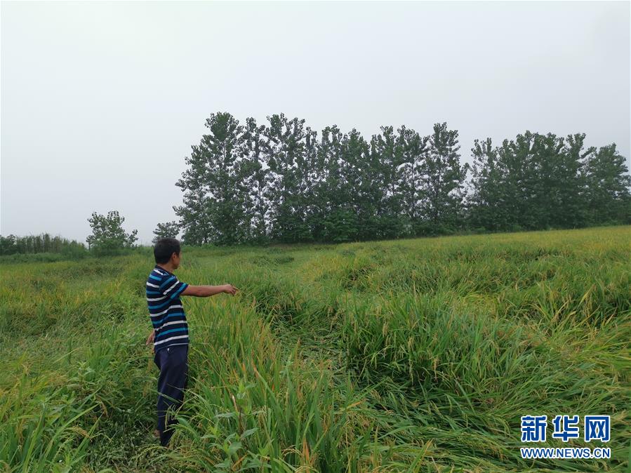 （新華視點(diǎn)&middot;聚焦餐桌外的浪費(fèi)&middot;圖文互動(dòng)）（2）顆粒歸倉(cāng)為何難實(shí)現(xiàn)？我國(guó)糧食收割環(huán)節(jié)損失驚人