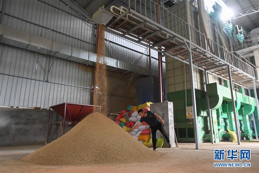 （新華視點&middot;聚焦餐桌外的浪費&middot;圖文互動）（1）農(nóng)戶儲糧損失達8%！設(shè)施普遍簡陋，蟲害霉變堪憂