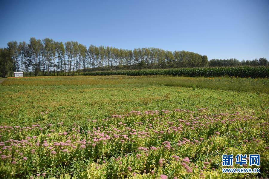 （決戰(zhàn)決勝脫貧攻堅(jiān)&middot;圖文互動(dòng)）（3）楊老漢&ldquo;護(hù)花&rdquo;巧算&ldquo;脫貧賬&rdquo;