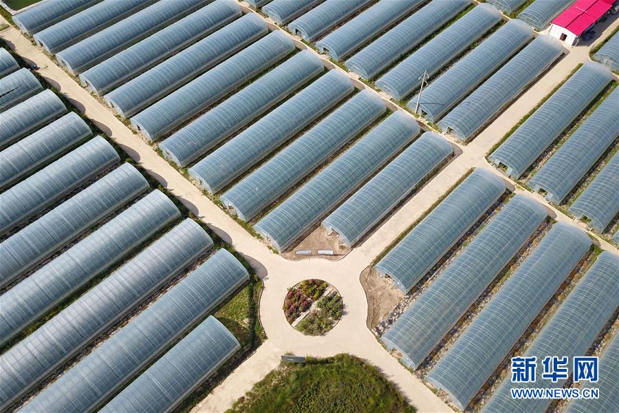 （新華全媒頭條&middot;走向我們的小康生活&middot;圖文互動）（11）&ldquo;苦甲&rdquo;不再，&ldquo;甘味&rdquo;綿長&mdash;&mdash;脫貧攻堅的甘肅味道