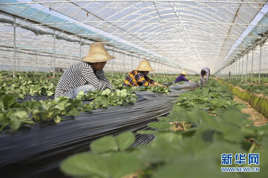 （新華全媒頭條&middot;決戰(zhàn)決勝脫貧攻堅&middot;督戰(zhàn)未摘帽貧困縣&middot;圖文互動）（12）不獲全勝，決不收兵&mdash;&mdash;全國52個掛牌督戰(zhàn)貧困縣脫貧攻堅紀實