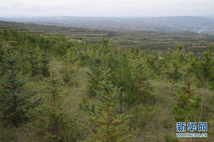 （決戰(zhàn)決勝脫貧攻堅(jiān)&middot;圖文互動(dòng)）（1）甘肅定西黃土高坡上，有片&ldquo;福州林&rdquo;