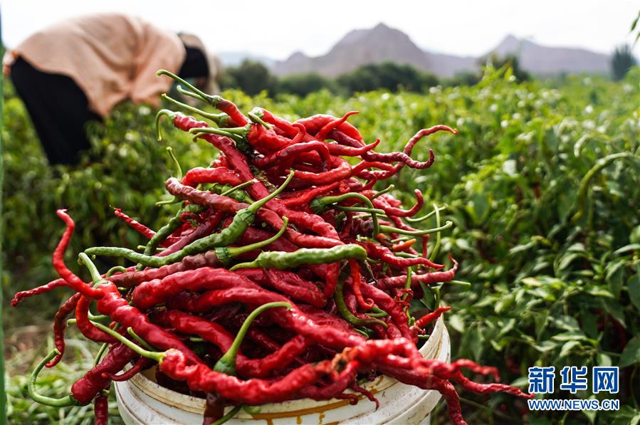 （走向我們的小康生活&middot;決戰(zhàn)決勝脫貧攻堅(jiān)&middot;圖文互動(dòng)）（8）甘青交界處的跨越&mdash;&mdash;保安族、撒拉族的脫貧故事 