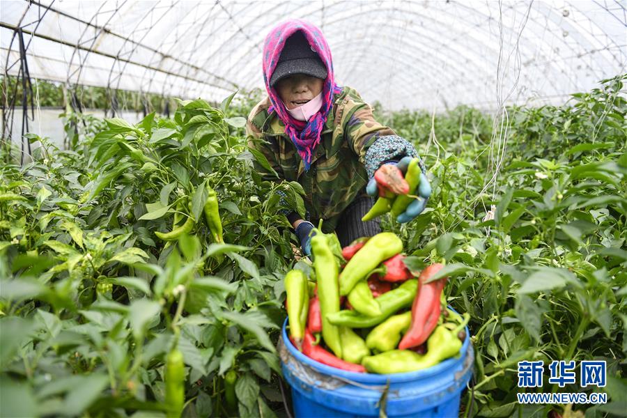 （新華全媒頭條&middot;走向我們的小康生活&middot;圖文互動(dòng)）（10）黑土地上是我家&mdash;&mdash;在吉林，一瞥中國(guó)東北鄉(xiāng)村美麗未來(lái)