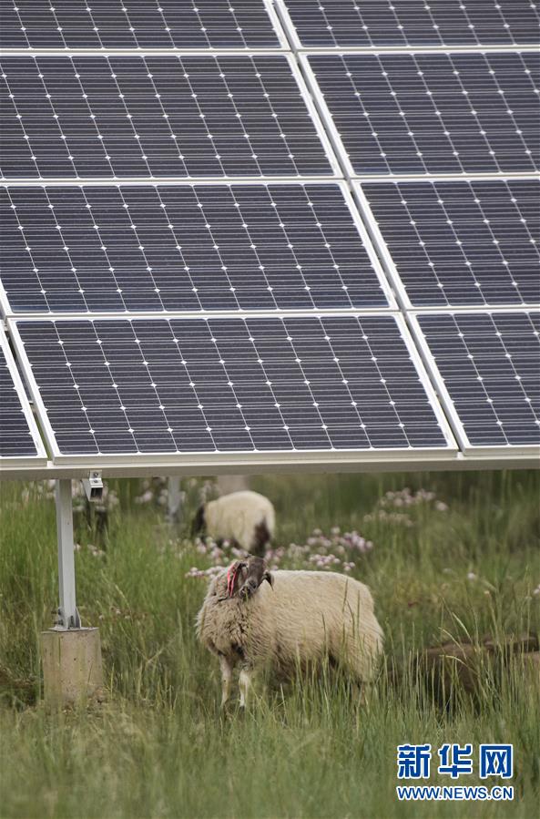 （新華全媒頭條&middot;走向我們的小康生活&middot;決戰(zhàn)決勝脫貧攻堅(jiān)&middot;圖文互動(dòng)）（5）高原上綻放的光芒&mdash;&mdash;來(lái)自青海攻克深度貧困堡壘的故事