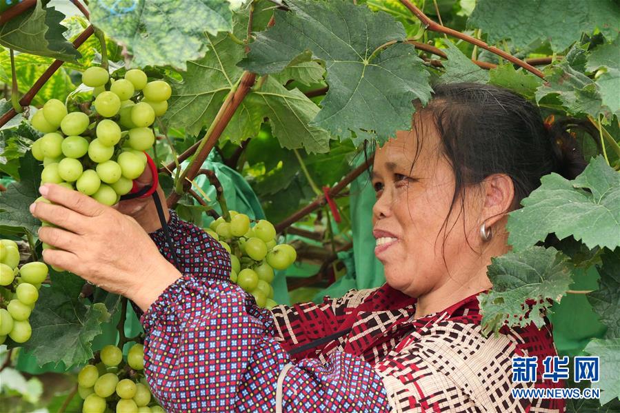 （決戰(zhàn)決勝脫貧攻堅(jiān)&middot;圖文互動(dòng)）（2）同飲一江水 攜手&ldquo;斬窮根&rdquo;&mdash;&mdash;深圳對(duì)口廣西河池、百色扶貧協(xié)作見聞