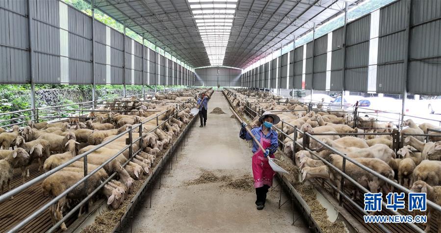 （決戰(zhàn)決勝脫貧攻堅(jiān)&middot;圖文互動(dòng)）（5）同飲一江水 攜手&ldquo;斬窮根&rdquo;&mdash;&mdash;深圳對(duì)口廣西河池、百色扶貧協(xié)作見聞