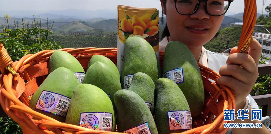 （決戰(zhàn)決勝脫貧攻堅(jiān)&middot;圖文互動(dòng)）（7）同飲一江水 攜手&ldquo;斬窮根&rdquo;&mdash;&mdash;深圳對(duì)口廣西河池、百色扶貧協(xié)作見聞