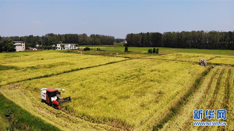 （新華全媒頭條&middot;圖文互動）（11）天道酬勤的大地贊歌&mdash;&mdash;寫在第三個中國農民豐收節(jié)之際