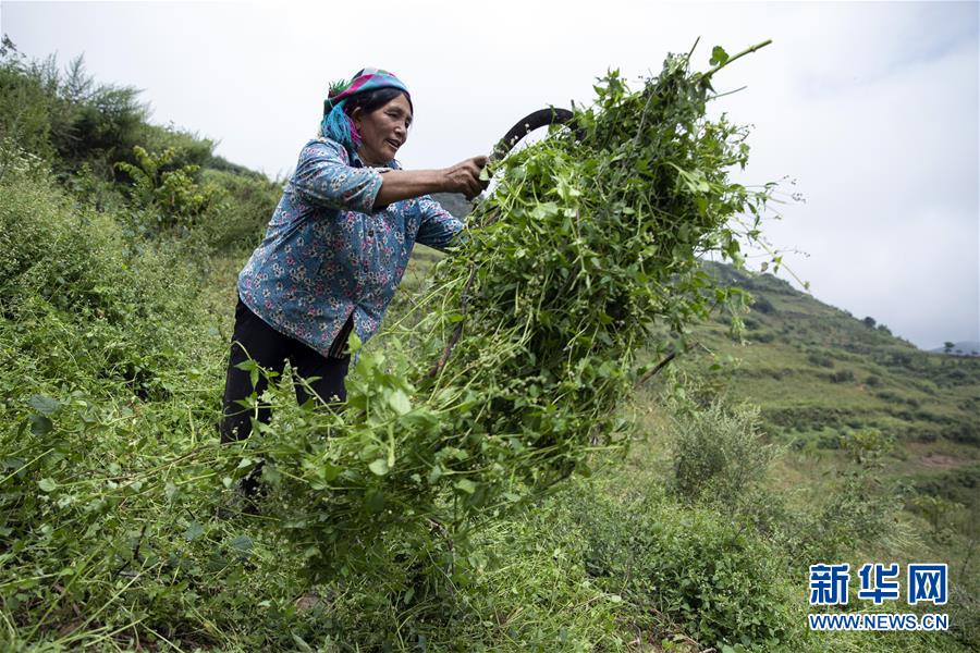 （決戰(zhàn)決勝脫貧攻堅&middot;圖文互動）（1）大涼山深處再次響起的口弦