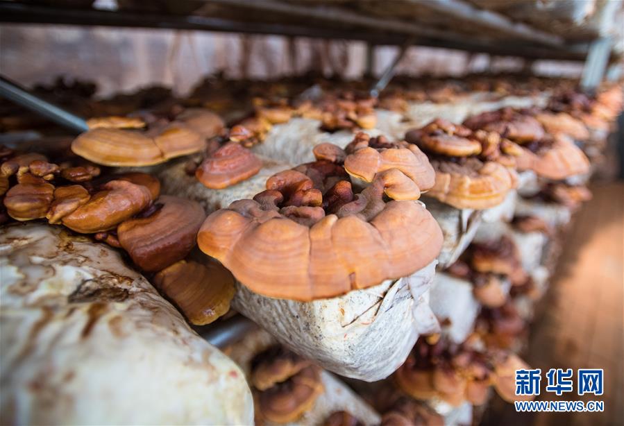 （新華全媒頭條&middot;走向我們的小康生活&middot;圖文互動(dòng)）（4）特殊之年，荊楚大地書(shū)寫(xiě)不平凡的答卷