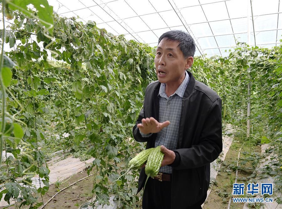（走向我們的小康生活&middot;決戰(zhàn)決勝脫貧攻堅(jiān)&middot;圖文互動(dòng)）（4）高原喜見&ldquo;壽光綠&rdquo;&mdash;&mdash;&ldquo;世界屋脊&rdquo;上的蔬菜發(fā)展奇跡