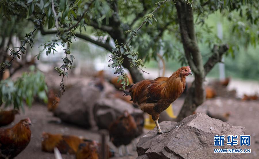 (新華全媒頭條·走向我們的小康生活·決戰(zhàn)決勝脫貧攻堅·圖文互動)(5)昭通之變——全國貧困人口最多的地級市跨越記