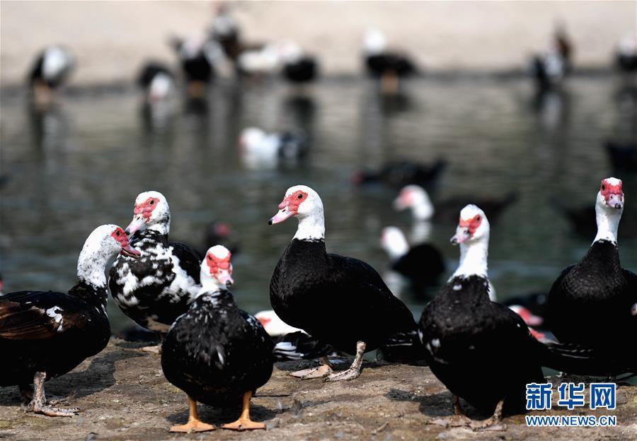 （決戰(zhàn)決勝脫貧攻堅(jiān)&middot;圖文互動(dòng)）（6）17代人追逐的夢(mèng)想實(shí)現(xiàn)了&mdash;&mdash;記冀南平原劉秋口村變遷 