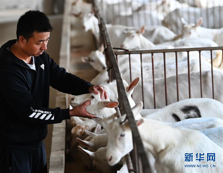 （五中全會精神在基層&middot;圖文互動）（1）大學生&ldquo;羊倌&rdquo;成了致富&ldquo;領頭羊&rdquo;