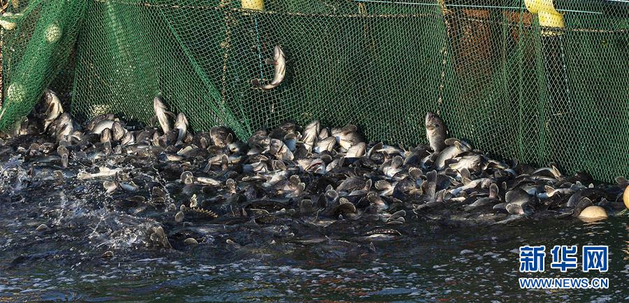 #（新華全媒頭條&middot;圖文互動(dòng)）（13）&ldquo;拔&rdquo;海起牧場(chǎng) &ldquo;耕&rdquo;海新牧歌