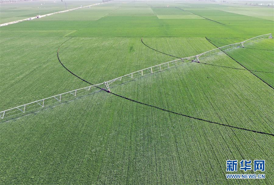 （在習(xí)近平新時(shí)代中國(guó)特色社會(huì)主義思想指引下&mdash;&mdash;新時(shí)代新作為新篇章&middot;習(xí)近平總書記關(guān)切事&middot;圖文互動(dòng)）（4）新農(nóng)事、新希望&mdash;&mdash;夏收前田間新動(dòng)態(tài)掃描