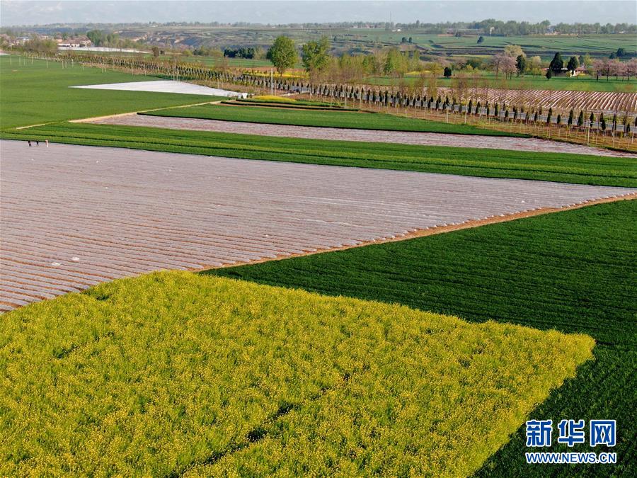 （在習(xí)近平新時(shí)代中國(guó)特色社會(huì)主義思想指引下&mdash;&mdash;新時(shí)代新作為新篇章&middot;習(xí)近平總書(shū)記關(guān)切事&middot;圖文互動(dòng)）（7）食為政首&mdash;&mdash;穩(wěn)住農(nóng)業(yè)基本盤(pán)增添發(fā)展底氣