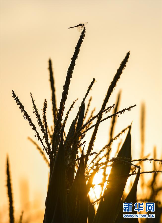 （在習近平新時代中國特色社會主義思想指引下&mdash;&mdash;新時代新作為新篇章&middot;習近平總書記關(guān)切事&middot;圖文互動）（9）讓百姓吃得飽還要吃得好&mdash;&mdash;夯實糧食安全基礎(chǔ)端牢中國飯碗