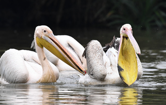 白鵜鶘&ldquo;作客&rdquo;?？? />  
<div>白鵜鶘“作客”海口</div>
</a>
<a href=