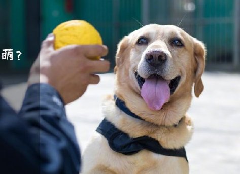 為了&ldquo;破冰&rdquo;，它們英勇無畏！