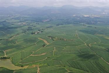 &ldquo;飛閱&rdquo;萬畝&ldquo;蔗海&rdquo;