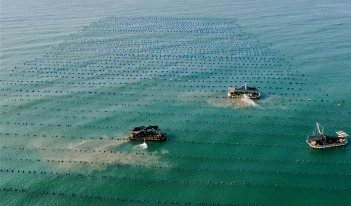 福建霞浦： 邁入&ldquo;蠔&rdquo;門(mén)能致富