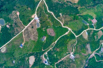 金沙江畔新華坪：黑色轉(zhuǎn)綠色，荒山變金山