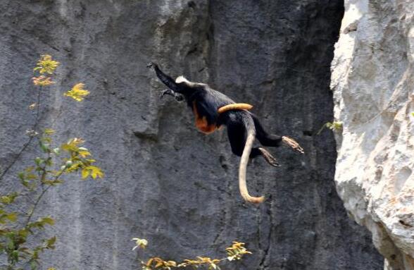 廣西崇左：為&ldquo;石山精靈&rdquo;構(gòu)建綠色家園