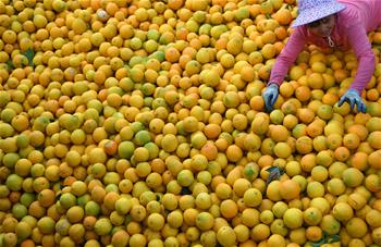 江西：&ldquo;臍橙之鄉(xiāng)&rdquo;豐收采摘忙