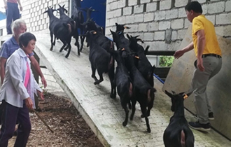 華能?？陔姀S：脫貧攻堅(jiān)齊心力 貧困鄉(xiāng)村煥新顏