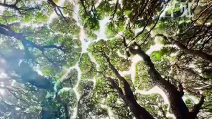 樹木為何會(huì)相互“禮讓”？