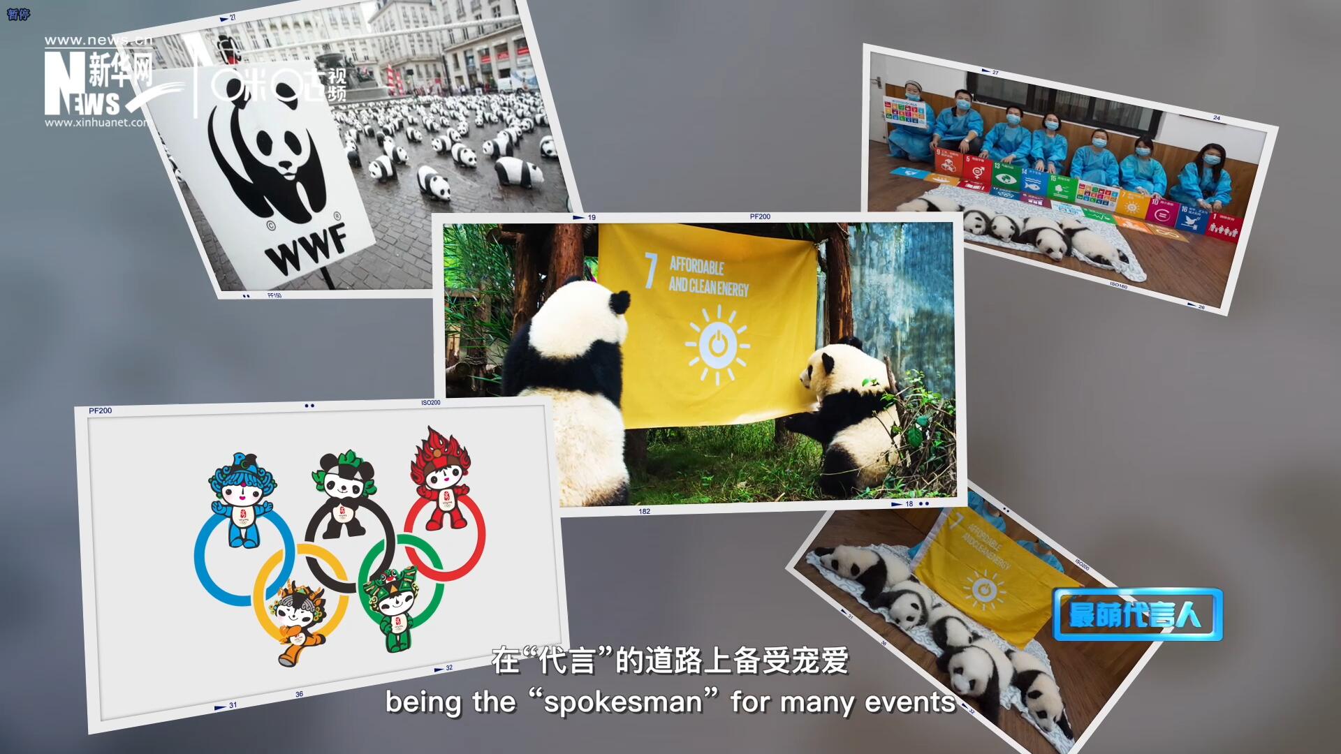 大熊貓在世界各地圈粉無數(shù)，在&ldquo;代言&rdquo;的道路上備受寵愛。