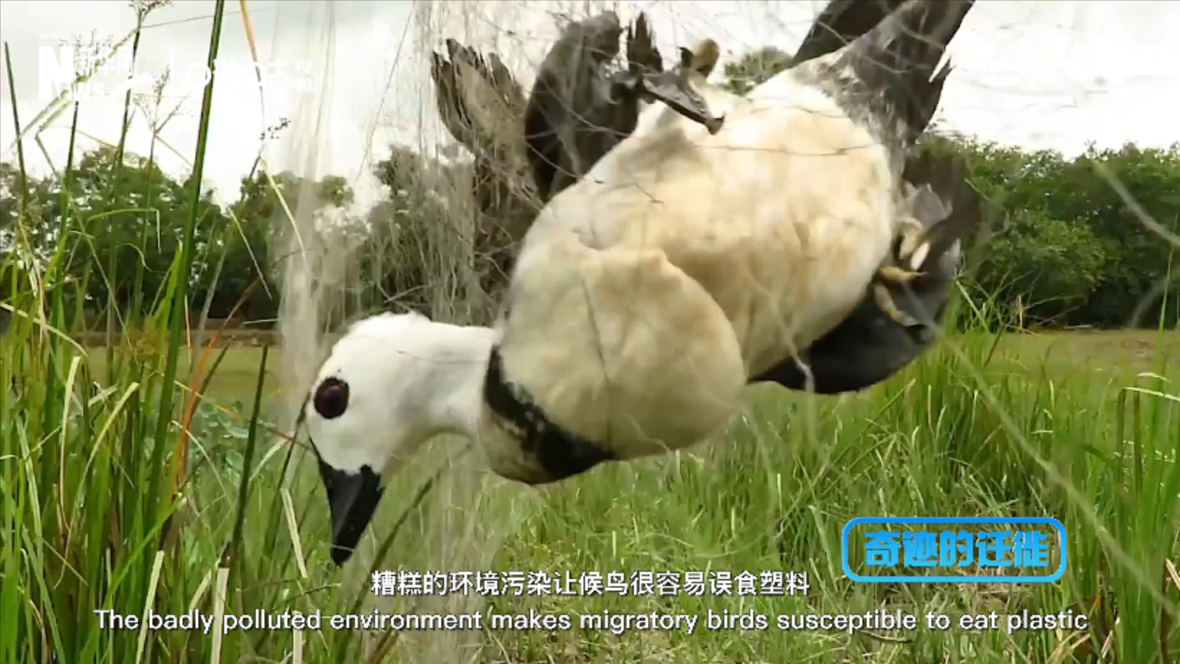 棲息地減少、環(huán)境污染、捕殺正威脅著候鳥的生存