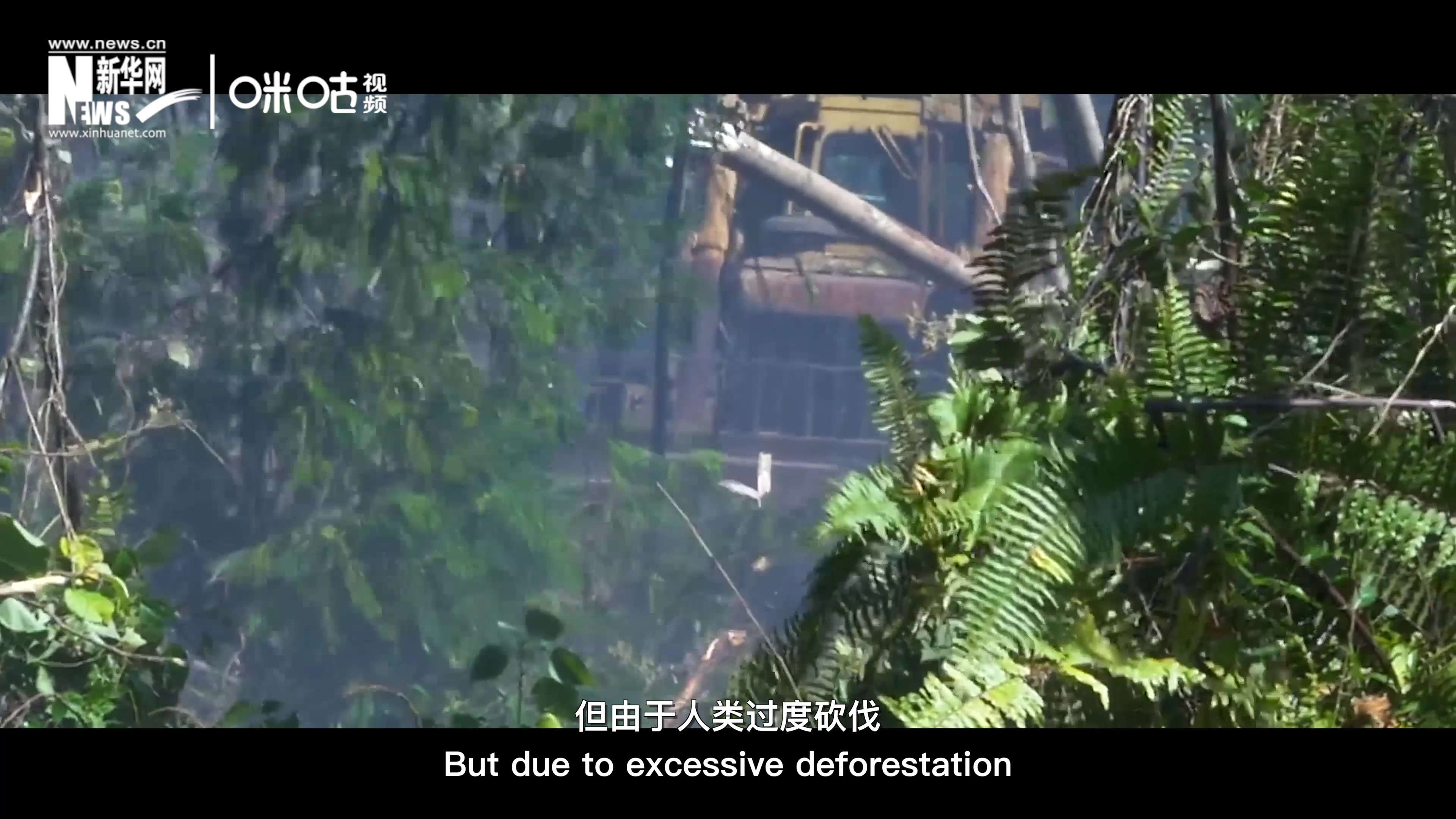 自1990年到現(xiàn)在，全球森林面積減少了1.78億公頃