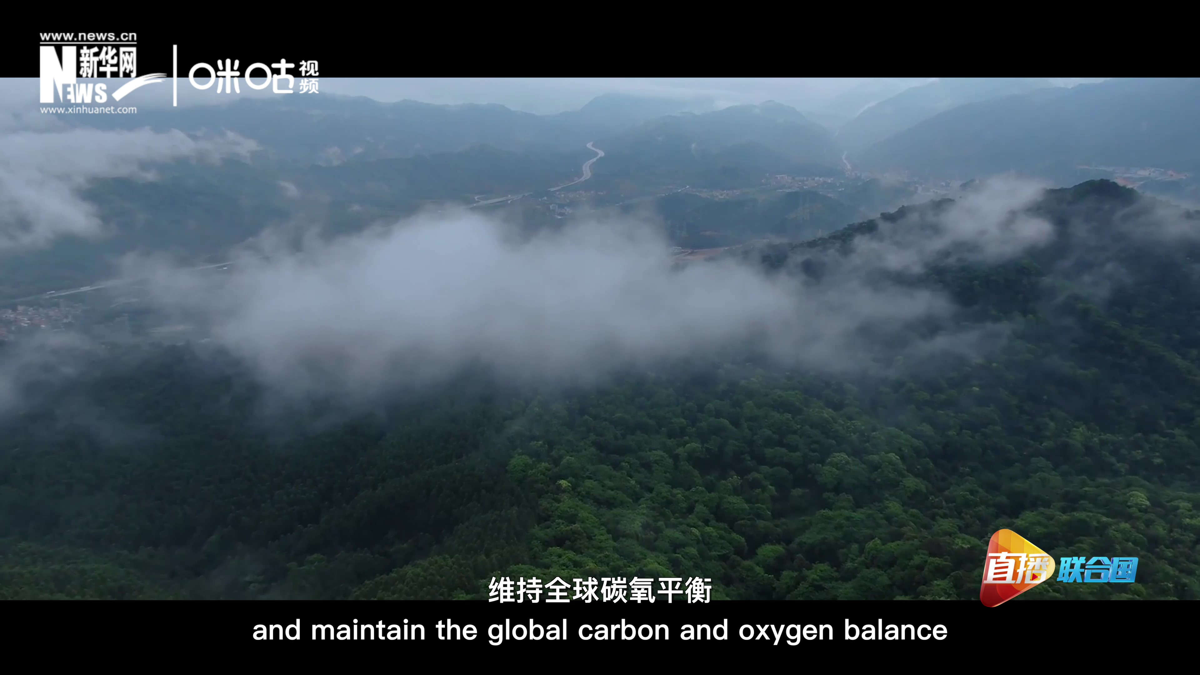 森林的碳匯可以協(xié)助減緩氣候變化，維持全球碳氧平衡