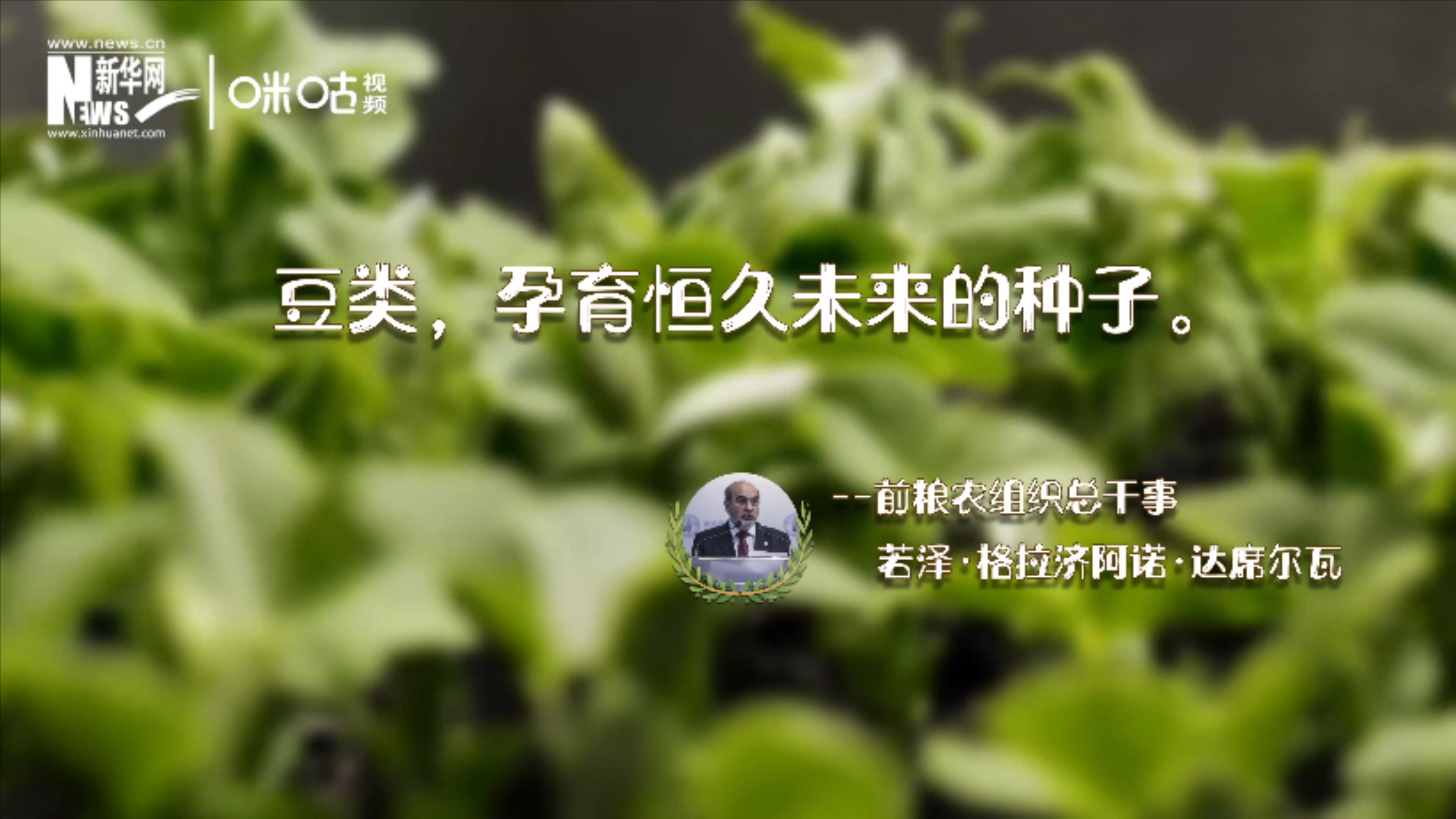 豆類，孕育恒久未來的種子