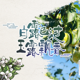 白露已過，玉露飄香