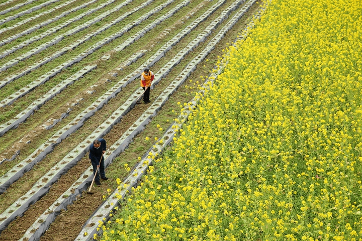 新華社評(píng)論員:防疫不誤農(nóng)時(shí)，固本首在&ldquo;三農(nóng)&rdquo;