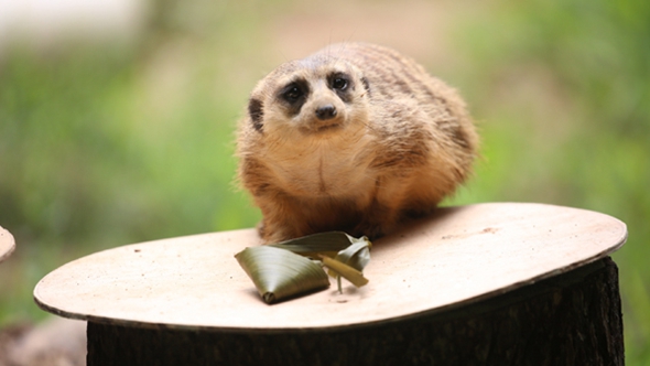 歡樂&ldquo;粽&rdquo;動員！小動物們吃上了&ldquo;專屬&rdquo;粽子