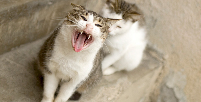 你見過(guò)這樣的腹黑貓嗎？