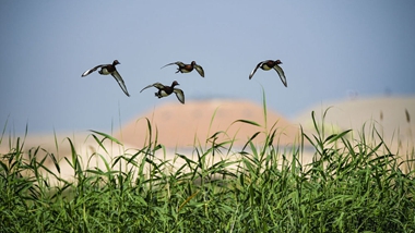 生態(tài)中國&middot;塞上江南沙水依