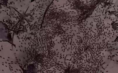 密集警告 泰國(guó)拍到罕見&ldquo;螞蟻死亡旋渦&rdquo;