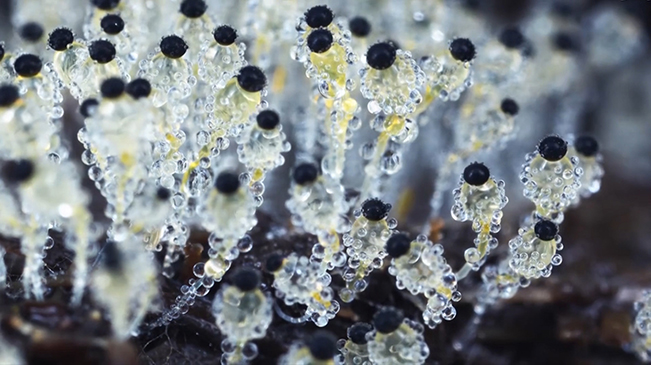 太美了！90后姑娘拍下微觀菌類世界