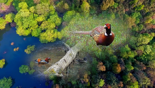 世界地球日丨神奇珍稀動物在哪里？車八嶺國家級自然保護(hù)區(qū)走一波