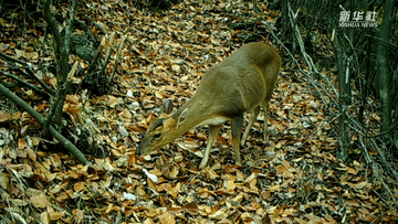 呆萌可愛！國家三有保護(hù)動物小麂現(xiàn)身重慶陰條嶺