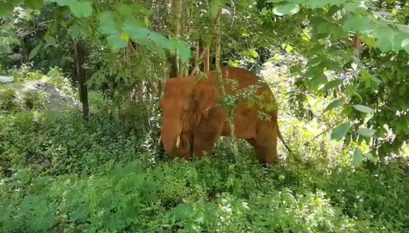 離群32天！云南北移離群獨(dú)象安全回家 專家詳解獨(dú)象&ldquo;南歸&rdquo;