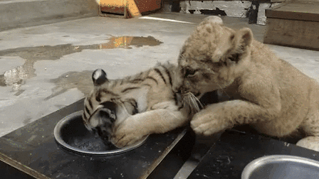 &ldquo;萌萌噠&rdquo;！虎獅&ldquo;姊妹花&rdquo;