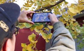 拯救你的拍照技術(shù)！五招用手機拍出唯美銀杏照